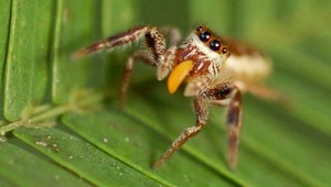 Utajení spolubývajúci. Doma máte sto druhov hmyzu