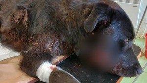 Z dvoch psíkov si niekto urobil živý terč. Sučka vyčíňanie neznámeho páchateľa neprežila