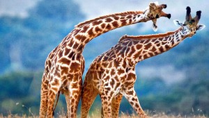 Strhujúci tanec žiráf v divokej prírode