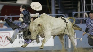 Nebezpečné býky v aréne