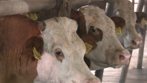 Chovatelia berú slintačku a krívačku vážne. Veterinári prišli testovať zvieratá