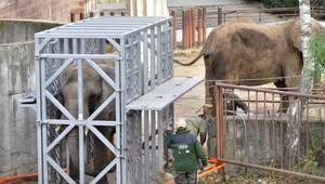 FOTO: V bojnickej ZOO finišujú s najvýznamnejšou investíciou za 65 rokov. Špeciálnym spôsobom transportujú dve slonice