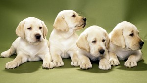 Utopené šteniatka v Holíči. Polícia začala trestné stíhanie