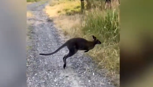 Bizarný objav v slovenskom lese. Hudobník kapely Polemic narazil na kenguru