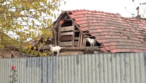 Kozy na povale a priškrtené psy, dôchodkyňa nezvládala chov zvierat