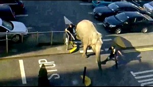 V uliciach naháňali vyplašeného slona!