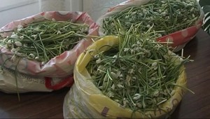 Natrhali snežienky za viac ako 500 000 eur