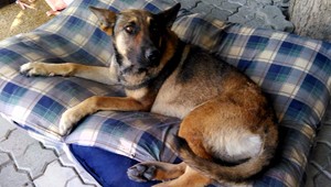 So zlomenými labkami ležal v pivnici. Miestni tvrdia, že psík vyskočil z okna sám