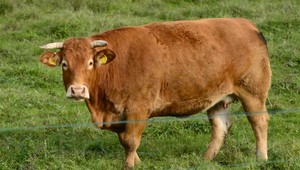 Mladá Britka poslala matke fotku kráv. O chvíľu ju jedna z nich ušliapala