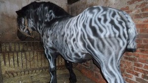 Neznámy sprejer spravil z koňa zebru