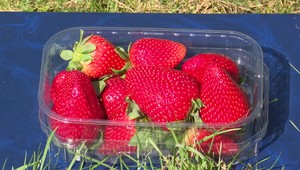 Dodávka kontaminovaných jahôd má svoje dôsledky. Školáci ostali bez obedov