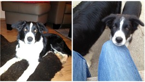 V Miloslavove sa na Silvestra stratila border kólia