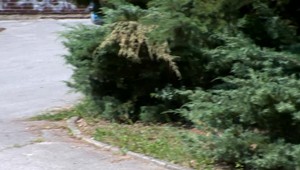 Hon na košické diviaky