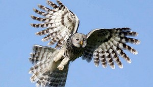 V Starej Ľubovni je atrakciou mláďa sovy. Strach z ľudí nemá