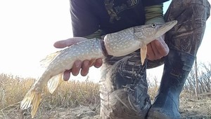 Mladík chytil rybu, ktorá vyrastala s plastovým krúžkom na tele. Trpela celý život