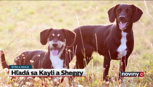 Zúfalí majitelia hľadali svojich psov lietadlom, ponúkajú finančnú odmenu