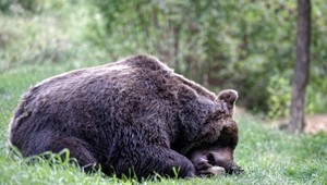 Pri penzióne sa pohyboval medveď. Polícia prosí občanov o obozretnosť