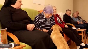 VIDEO: Z opusteného psíka na ulici sa stal spoločník, ktorý rozdáva lásku a radosť