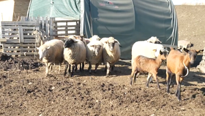 Veterinári začali s testovaním domácich chovov v okolí ohnísk