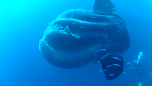 Raz za život. Potápač nafilmoval morského obra