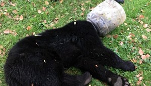 Medvedie mláďa chodilo po lese s plastovou nádobou na hlave