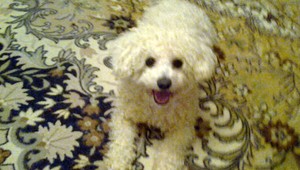 Nevideli ste Maxa? Odmena pre nálezcu istá!