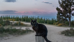 FOTO: Plánujete cestu okolo sveta? Táto mačka vás presvedčí o tom, že cestovať môže hocikto