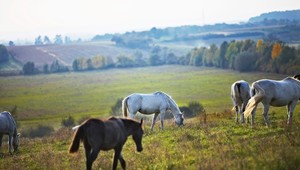 Na cestu vbehol kôň, pri nehode zomrelo 12 ľudí