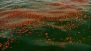 Ropy vytieklo viac, ako mysleli!