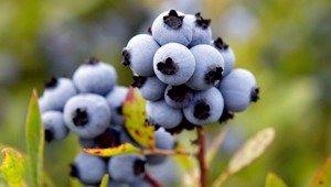 Lesné plody sa nesmú zbierať vo väčšine národných parkov. V opačnom prípade sa pokute nevyhnete