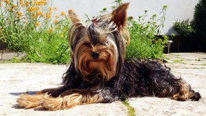 Stratilo sa šteniatko yorkshira. Odmena 500 eur!