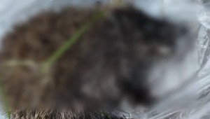 Hromadný úhyn zvierat na popradskom sídlisku. Niekto ich otrávil anestetikom