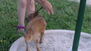 Nepomohli ani feromóny, údajne revolučné zariadenia končia