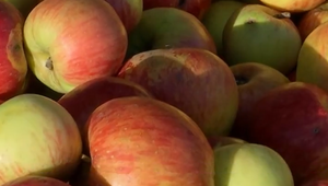 Slovenské jablká čaká ťažká skúška. Zvládnu skladovanie po extrémnych dažďoch?