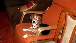 V Kremnici sa na Silvestra stratilo šteňa bígla. Nevideli ste ho?