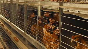 Chovatelia nosníc žiadajú ministerstvo, aby vyčlenilo prostriedky na rekonštrukciu klietkových chovov