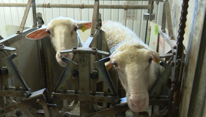 Inžinierka a právnička vymenili kanceláriu a súdnu sieň za farmu