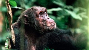 Šimpanzy by mohli grilovať, dokážu pochopiť princíp varenia