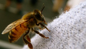 Ženu napadol roj včiel, zachraňoval ju vrtuľník