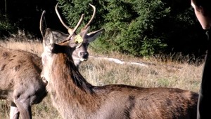 Jedli langoše namiesto sena. Tatranské jelene museli prevychovať