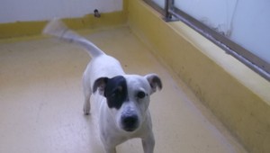 Stratený Jack Russel sa už vrátil k svojmu majiteľovi