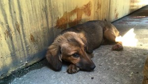 Šteňa našli v desivom stave. Museli mu amputovať nohy a chvost