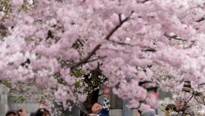 Sakurovú alej obdivujú aj turisti zo zahraničia. Pozrite sa, ako vyzerá
