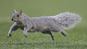 Zo záhrad na tanier, v Británii rastie záujem o veveričie mäso