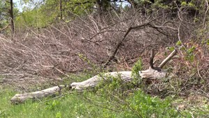 Na svojom pozemku našiel po výrube spúšť. Družstvo sa bráni