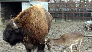 Na Slovensku máme ohrozený unikát, ktorý sa neustále rozrastá. Zubor ale môže byť veľmi nebezpečný