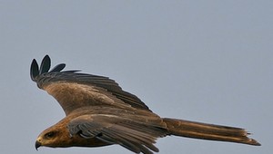 Orol Arnold sa vrátil domov, jeho orlica si zatiaľ našla druhého