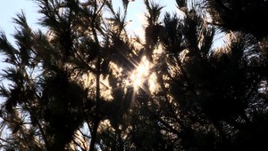 Prichádza tereziánske leto. Viete, ako sa správne postarať o záhradu?