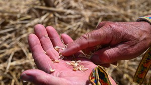 Úroda obilnín prekonala očakávania. Pekársku kvalitu však nemajú všetky regióny
