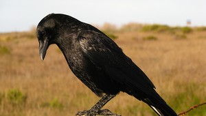 Obyvateľov Bratislavy napádajú vrany. Ľudia majú strach a vyhýbajú sa niektorým miestam